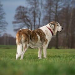 Comment empêcher mon chien de grossir ?