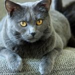 Pourquoi ne pas accueillir un chat Chartreux ? 3b4eea37914621f347644af151586e78.jpg